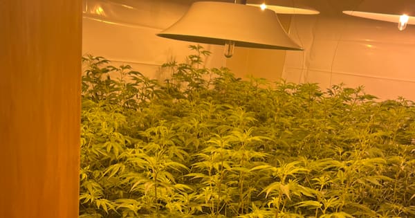 Half a tonne of cannabis seized in raids across Auckland's west