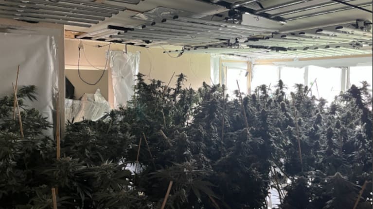 Some of the cannabis seized by police.