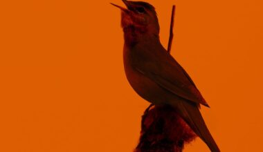 Birds Went Silent during the Great North American Eclipse—Here’s What Researchers Discovered