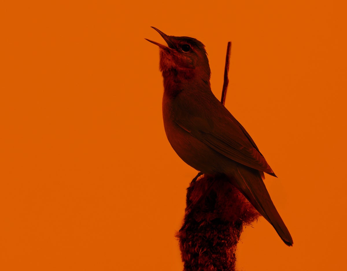 Birds Went Silent during the Great North American Eclipse—Here’s What Researchers Discovered