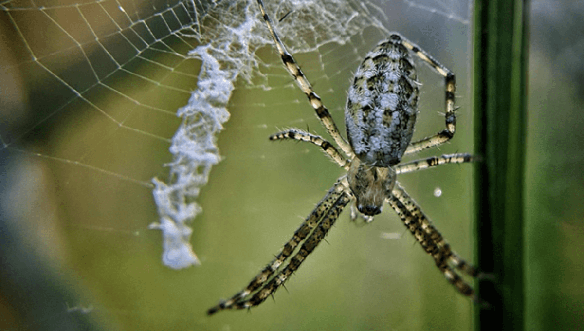 What Are Those Zigzags You See In Spiders’ Webs? Study Finds They Could Be A Kind Of Alarm System