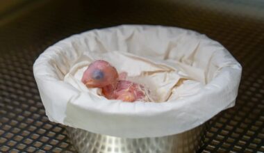 The Chick Of A Spix’s Macaw, Declared Extinct In the Wild, Has Hatched At A Zoo