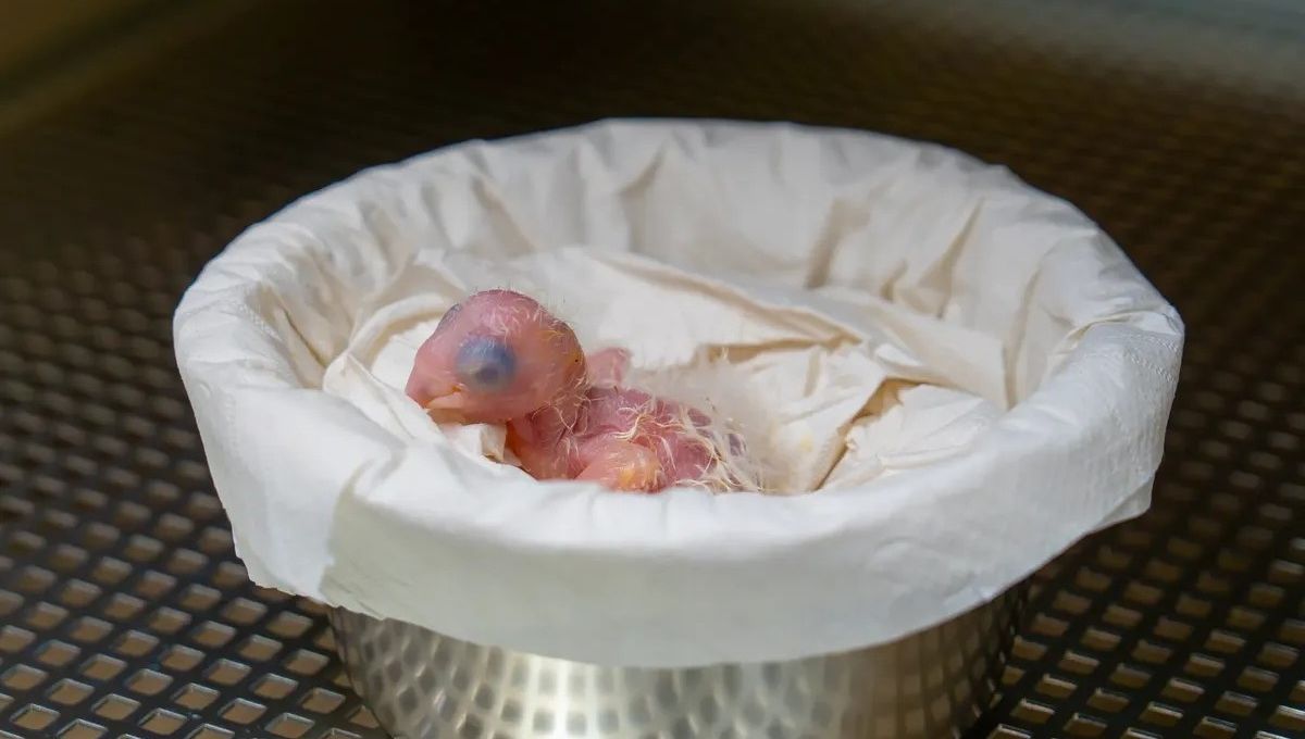 The Chick Of A Spix’s Macaw, Declared Extinct In the Wild, Has Hatched At A Zoo