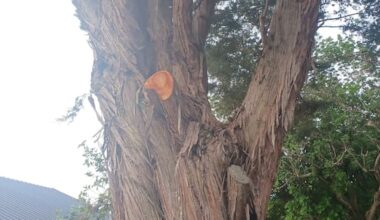 Auckland arborist fined nearly $30,000 for trimming protected tōtara
