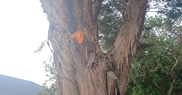Auckland arborist fined nearly $30,000 for trimming protected tōtara