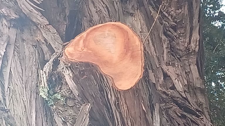 Totara tree trimmed by an arborist at Mt Eden property.
