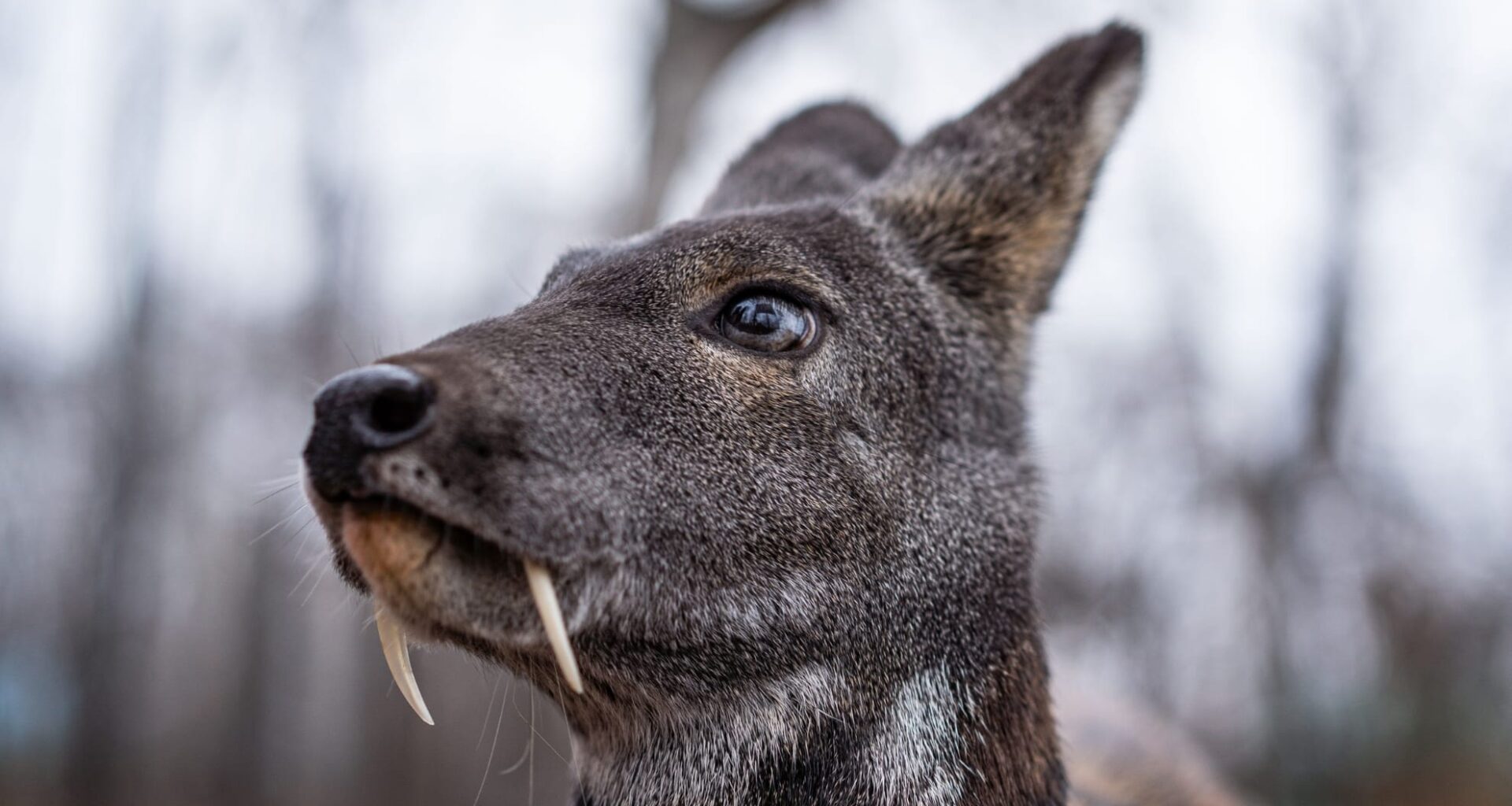 Vampire Deer