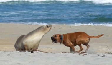 Doc plea to dog owners after attacks on wildlife