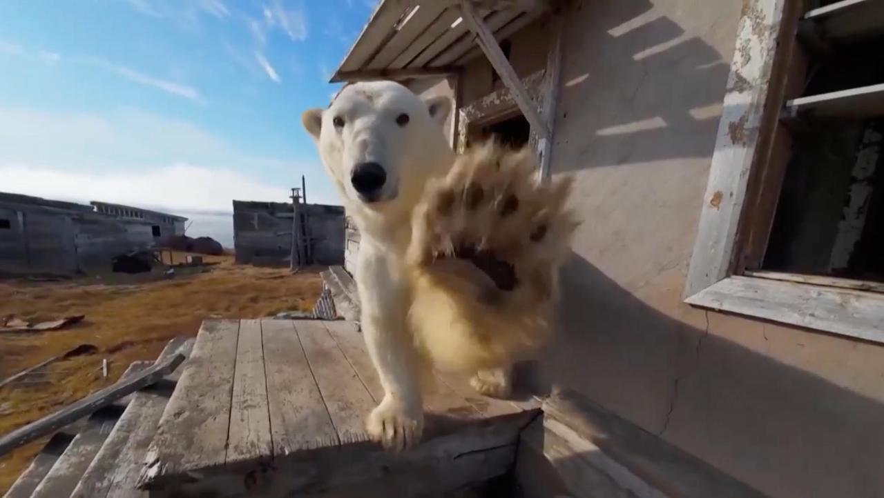 Polar bears' takeover: Snuggling into abandoned research station for shelter - news.cgtn.com