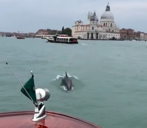 A dolphin swimming in a Venetian canal with a classical domed building in the background.