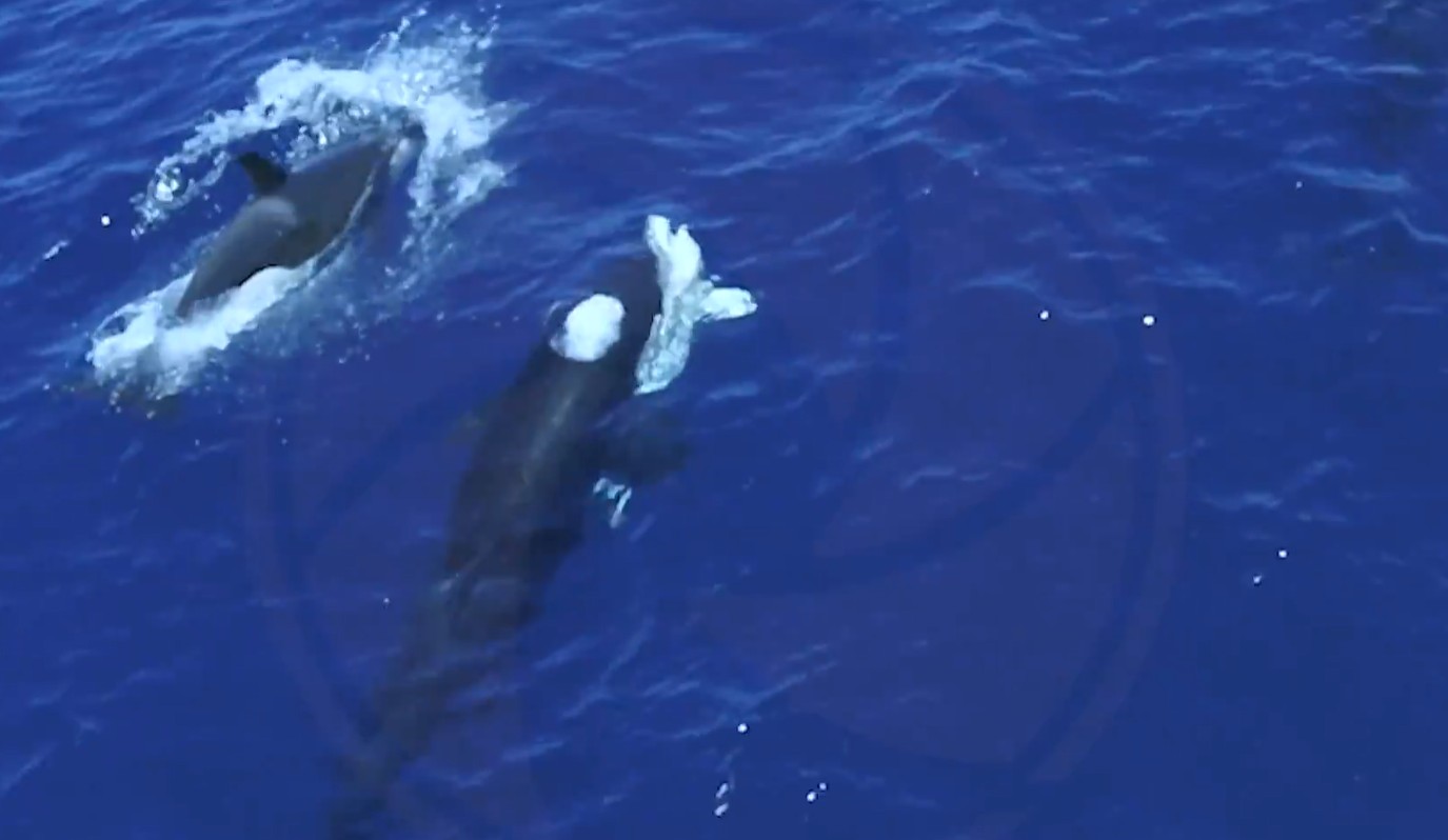 Orcas pursuing and devouring a great white shark.