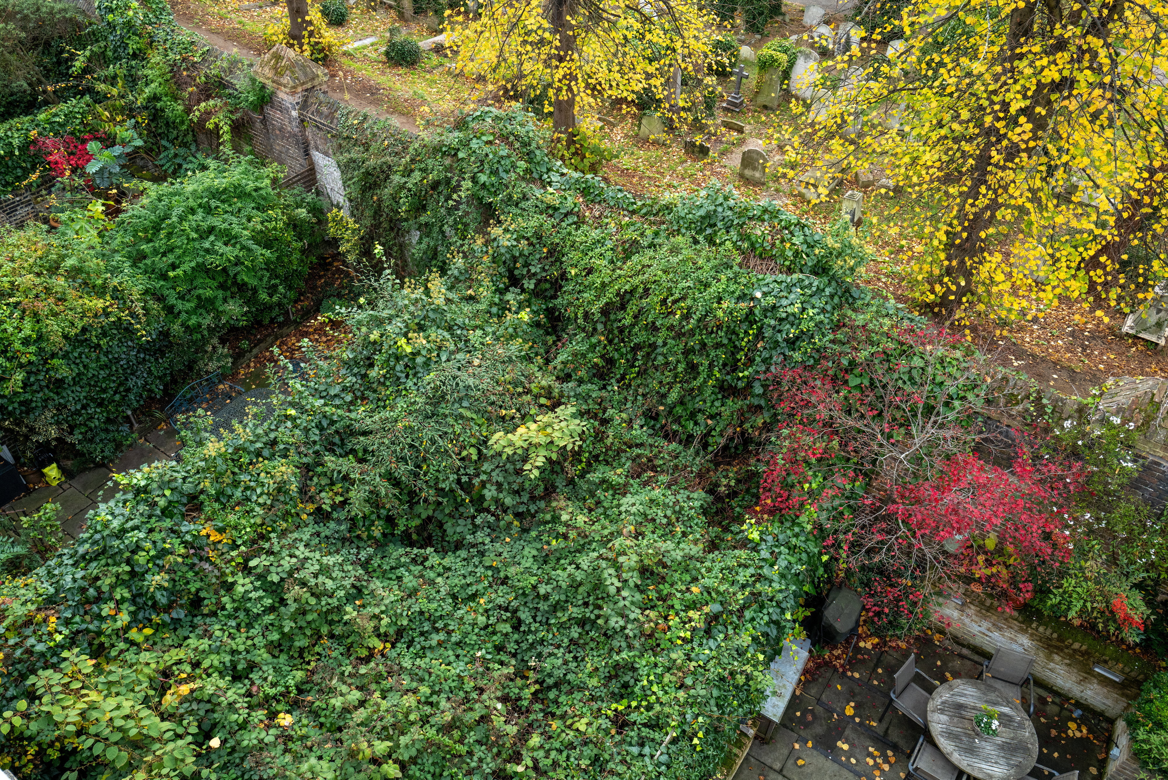 An aerial view of a neglected garden in Chelsea, London, showing overgrown Japanese knotweed and other plants.