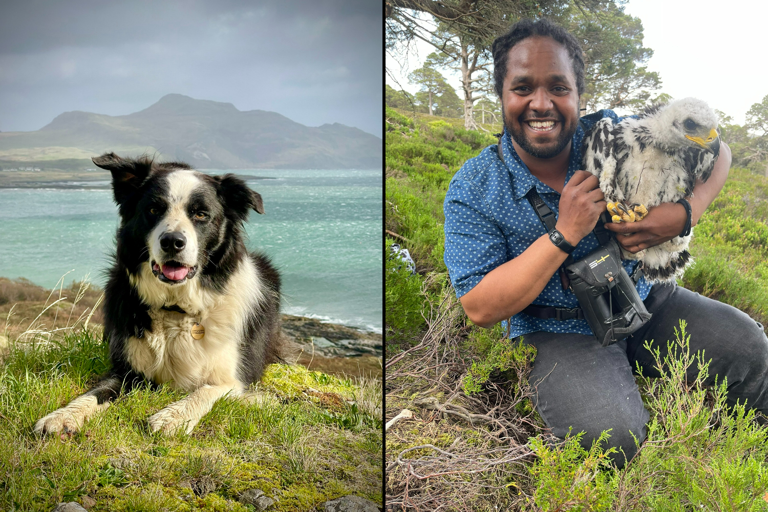 Collage of a black and white dog on a grassy hill overlooking the sea and a man holding a baby eagle.