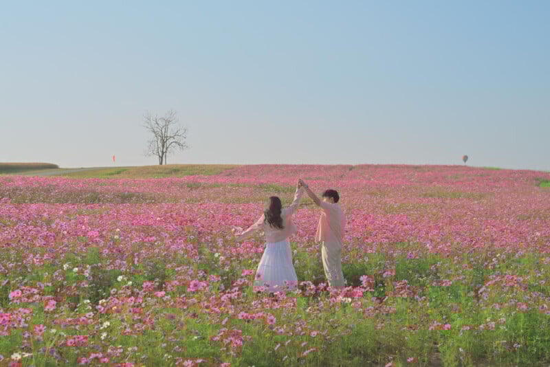 A couple dances in a field of blooming pink flowers under a clear blue sky, with a single bare tree visible in the distance.