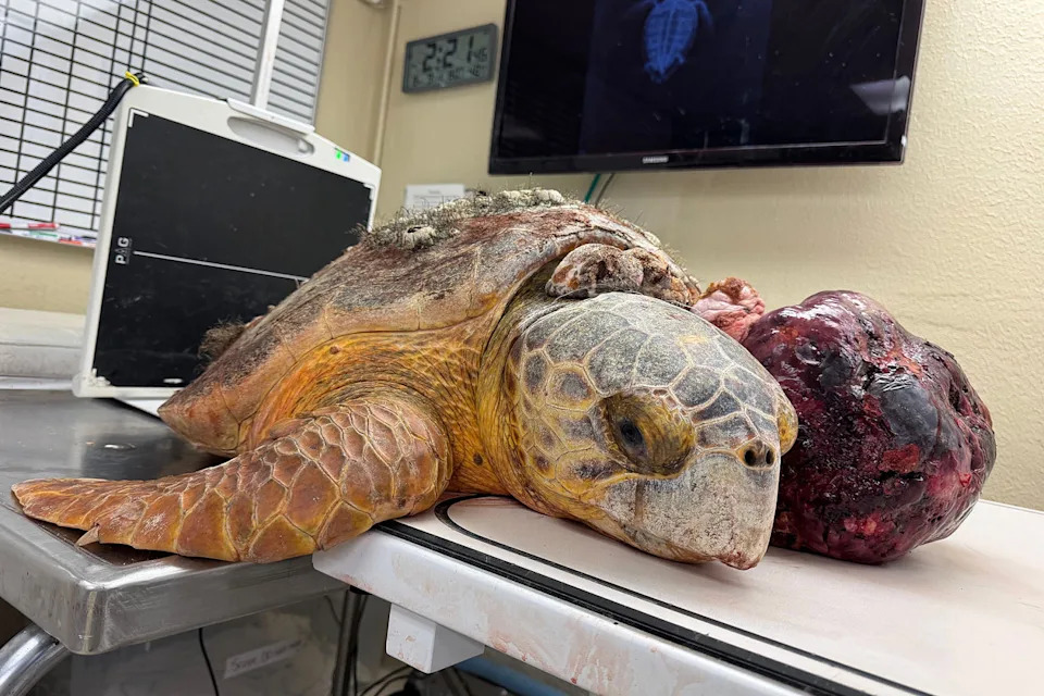 Molly and her tumor at the Turtle Hospital. (The Turtle Hospital)