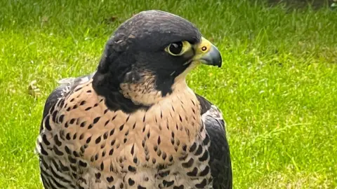 Contributed Another view of the peregrine falcon resting on a perch in a grassed area. It has dark feathers with some lighter ones around its neck and face. It has a yellow and grey beak. The front of its chest has lighter feathers with some black spots. 