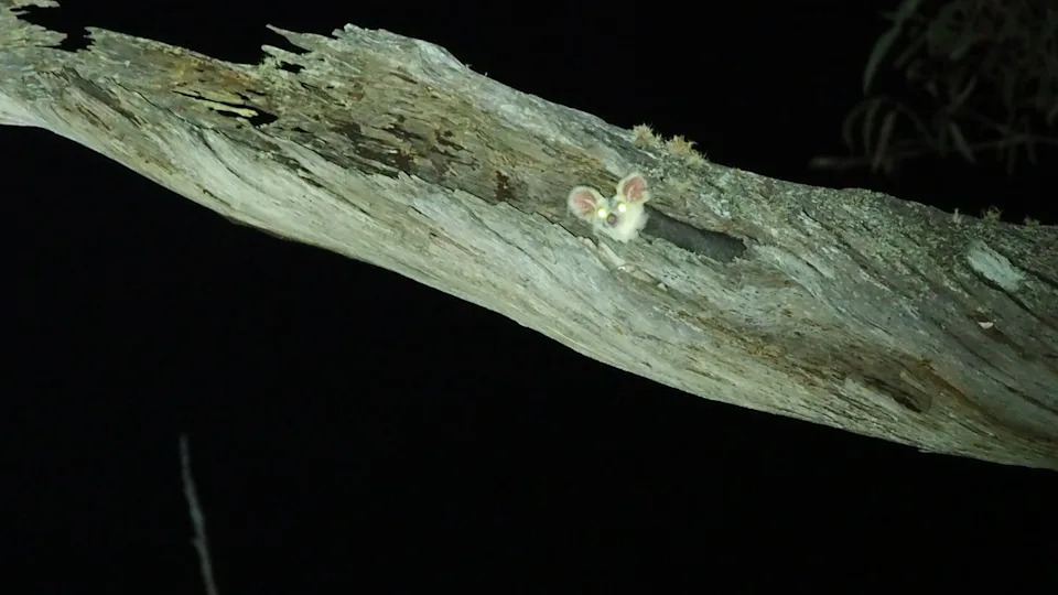 A greater glider inside a den at Ewingar State Forest.