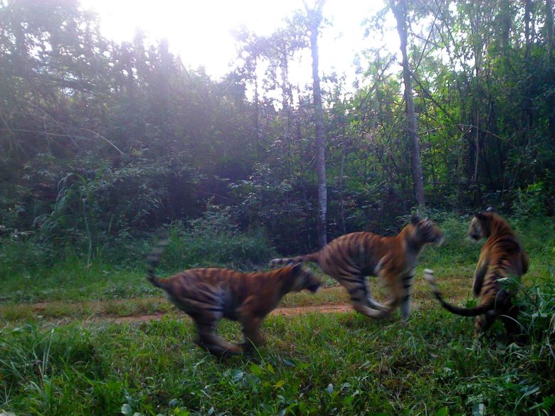 Tiger cubs play in Thap Lan National Park, one of five protected areas in DPKY-FC.