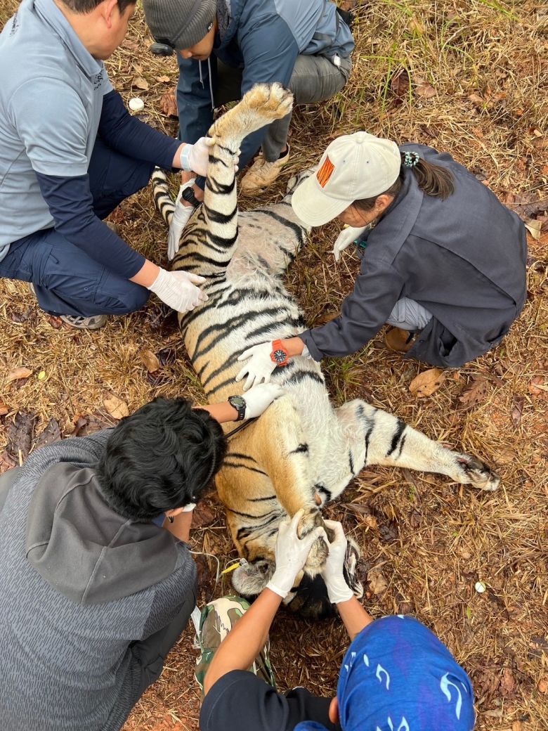 Pianporn during her GPS collaring, one of the first to take place in eastern Thailand.