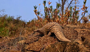 Interview with conservationist Kumar Paudel