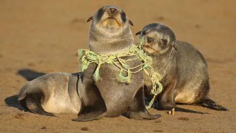 Getty Images Two seal pups rest on a sandy beach. One seal has a rope of yellow and green plastic caught around its neck. 