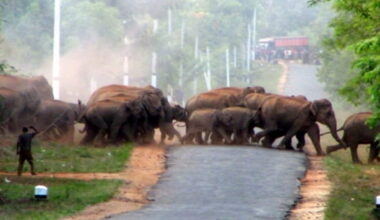 As Sri Lanka continues new elephant drive, scientists warn against creating new conflicts