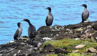 Readers’ wildlife photos – Why Evolution Is True