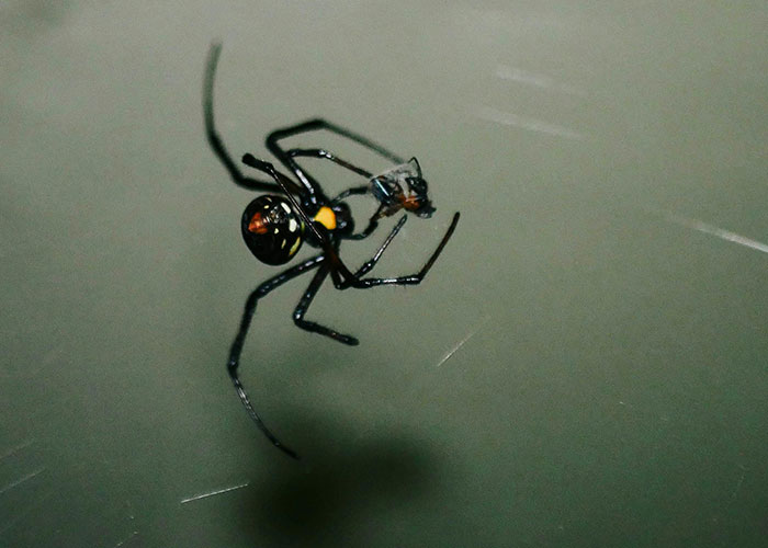 Close-up of a black widow spider hanging on its web, illustrating unforgettable moments psychiatric institution workers faced.