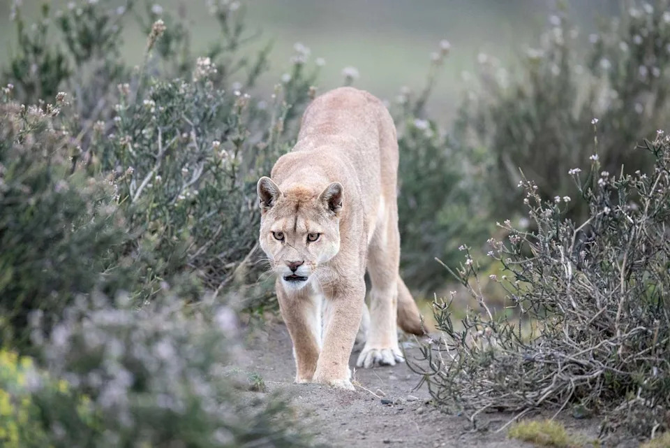 Carlos A Carreno/c3.photos via Getty Stock image of a puma