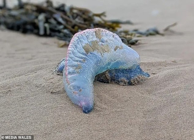 Even after the Portuguese man o' war has died, its tentacles remain capable of stinging, meaning that detached or dead specimens washed ashore are just as dangerous as live ones