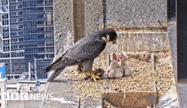 the peregrine falcon livestream that has Australians glued to their screens