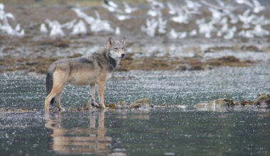 A gray wolf stands on some small rocks in shallow water, while an out-of-focus flock of birds takes flight in the background.