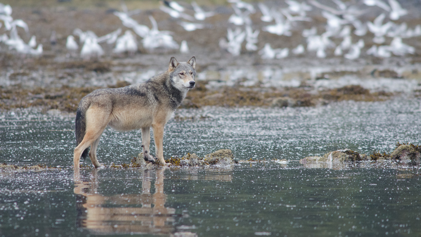 A gray wolf stands on some small rocks in shallow water, while an out-of-focus flock of birds takes flight in the background.