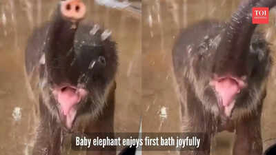 Baby elephant enjoying its first bath is pure joy; social media calls it his 'self-care routine'
