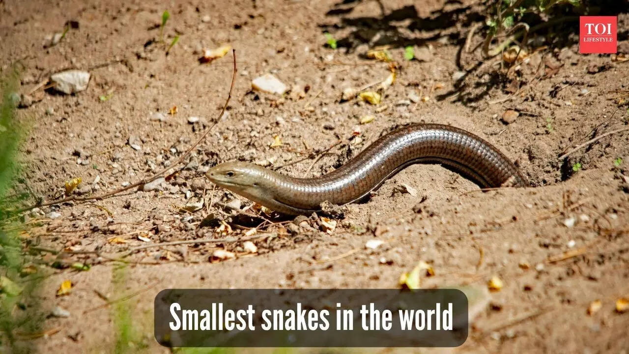 ​5 smallest and cutest snakes found in the wild​