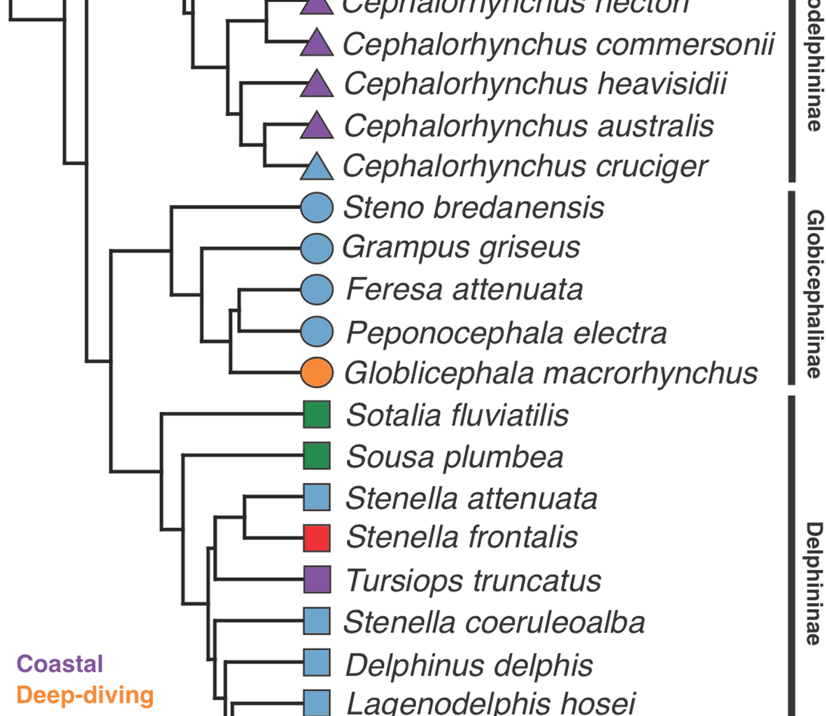 Evolutionary trends in the vertebral morphology of extant Delphinidae | BMC Ecology and Evolution