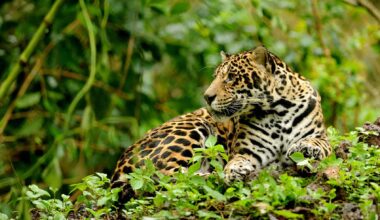 Costa Rica Jaguar Documentary Explores Olive Ridley Arribada in Santa Rosa Park