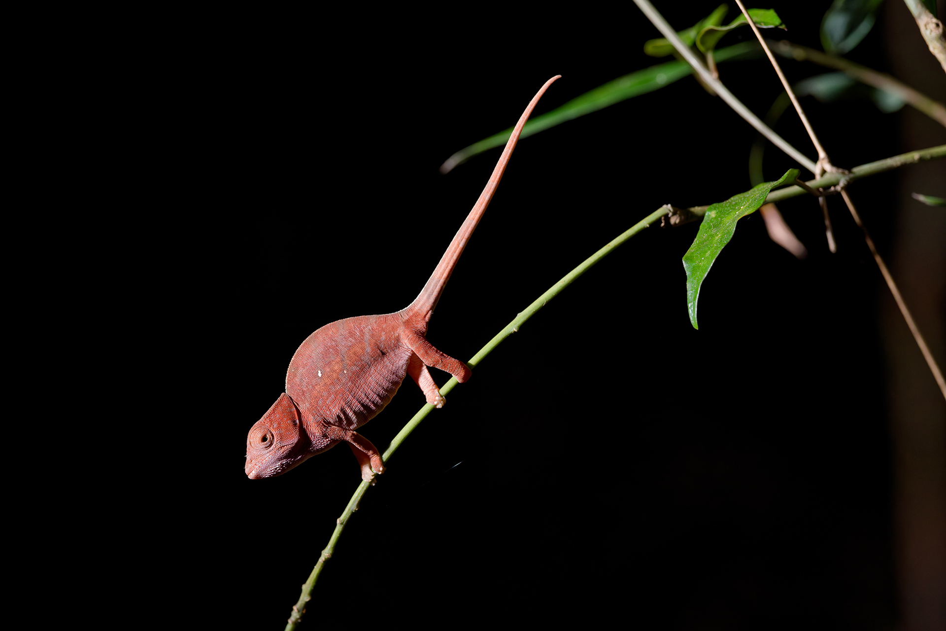 A red chameleon gripping onto a small branch at night