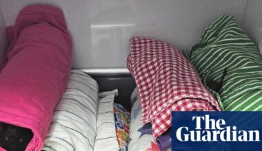 Almost 120 flying foxes hospitalised after giant hail smashes Queensland colony | Wildlife