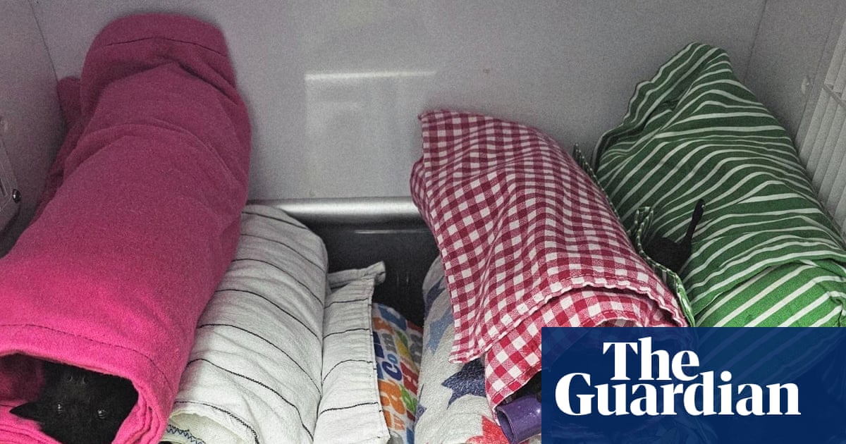 Almost 120 flying foxes hospitalised after giant hail smashes Queensland colony | Wildlife