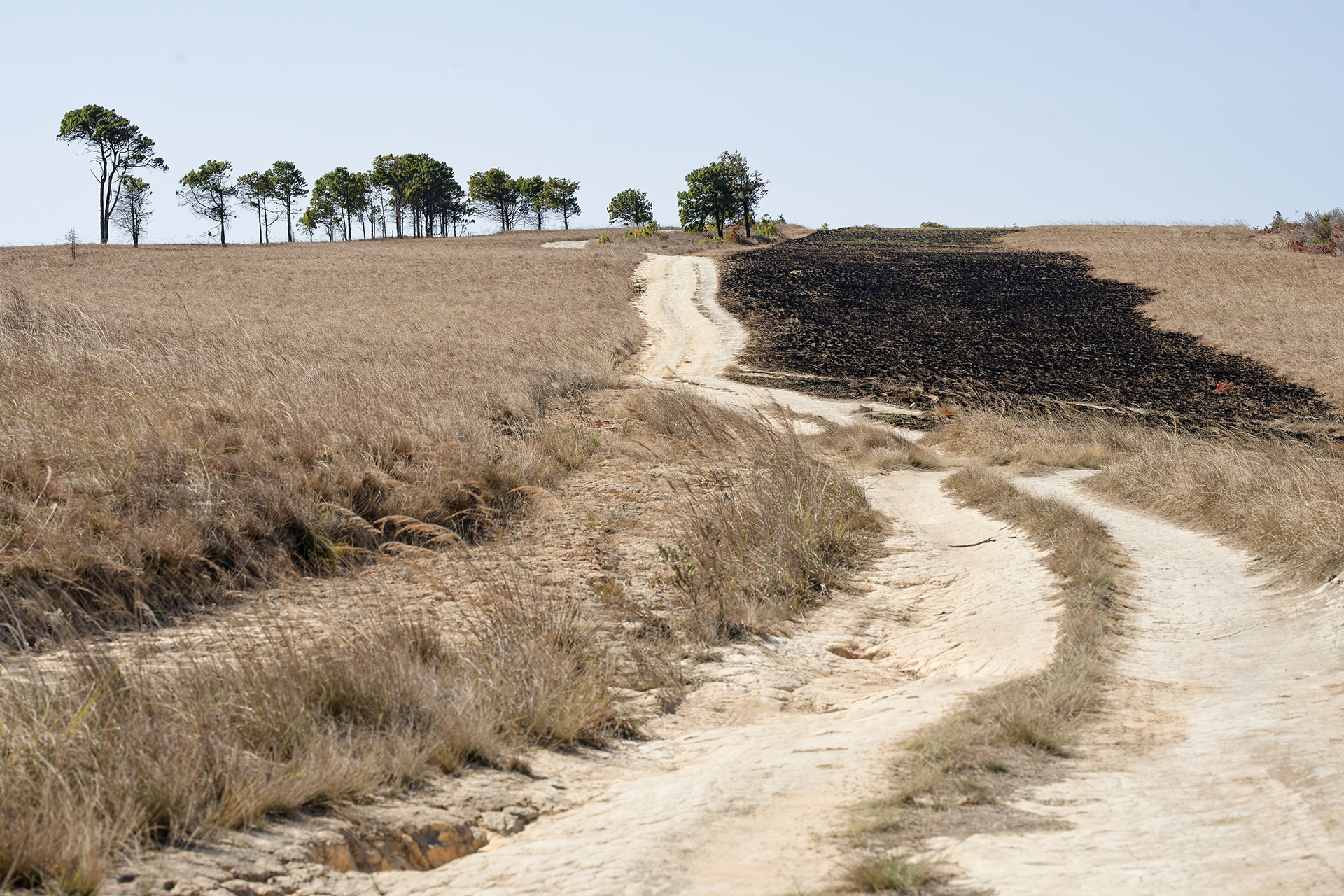 a firebreak seen on the right side of a path through grassland.