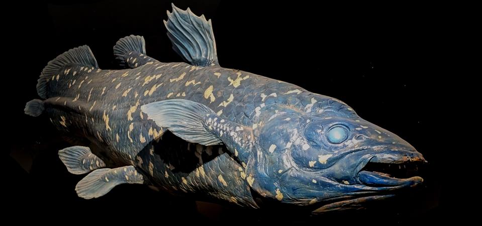 latimeria fish on the black background