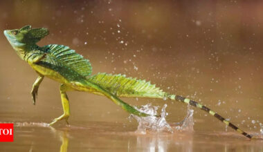 Meet the basilisk lizard that walks on water: The secret behind how it glides across rivers and outsmarts predators |