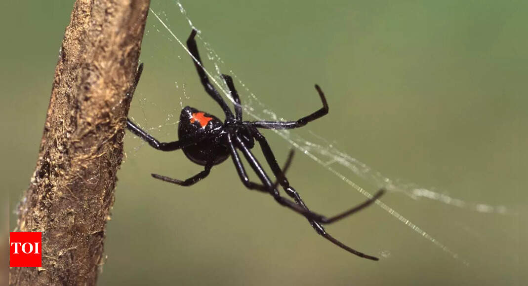 Male vs female black widow spiders: How to tell them apart and why females dominate |