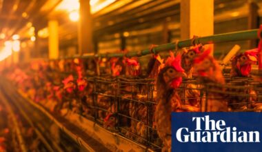 Intensive livestock farms fail to declare climate impacts in ‘emissions scandal’ | Environment