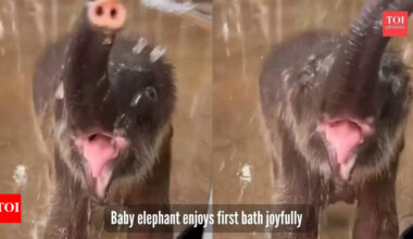 Baby elephant enjoying its first bath is pure joy; social media calls it his 'self-care routine' |