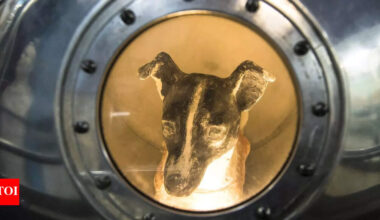 First animal in space! Brave stray dog whose 1957 space mission made history and never returned |
