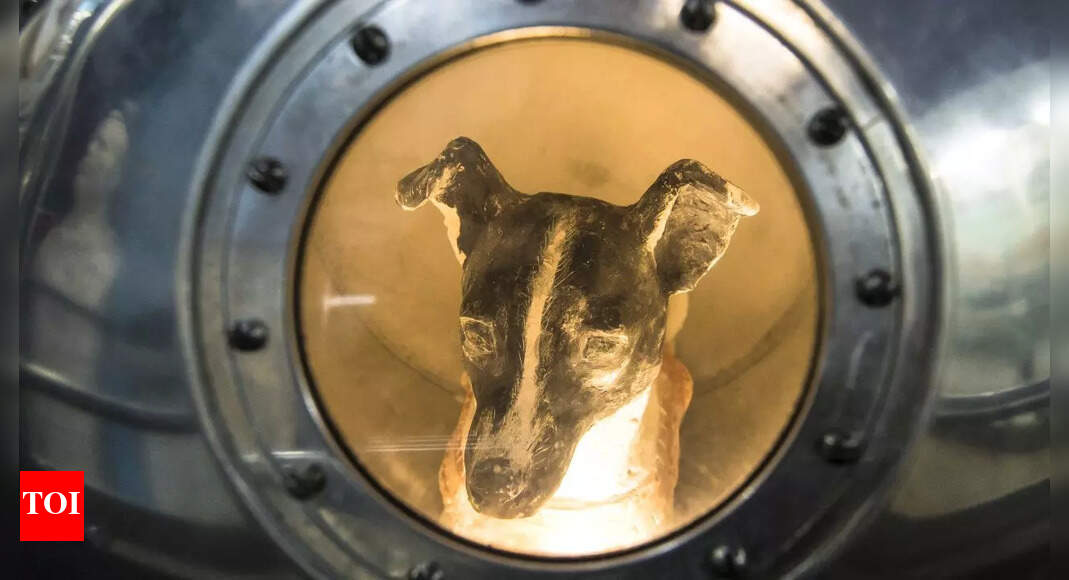 First animal in space! Brave stray dog whose 1957 space mission made history and never returned |