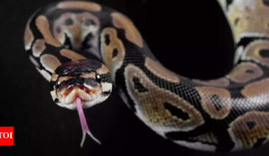 Where do snakes go in winter? Discover how they survive the cold months in hidden shelters and brumation |