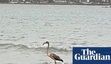 Frankie the missing flamingo ‘spotted’ 100 miles from Cornwall in Brittany | Cornwall